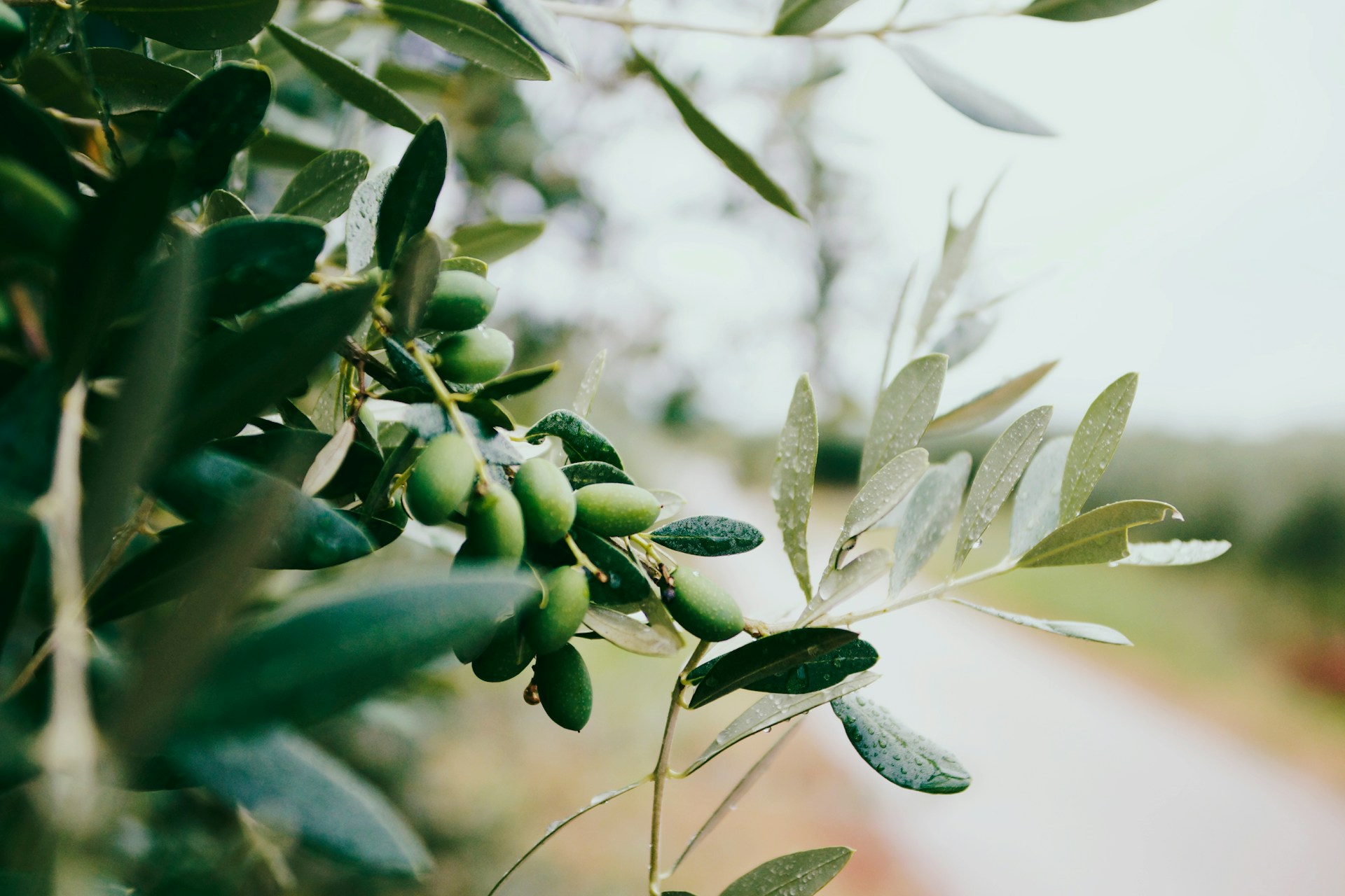 Seeds of Hope: From Inception to Publication and Beyond by Alison Mathews